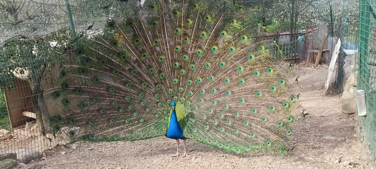 Il Giardino Dei Pavoni Hotel Soviore ภายนอก รูปภาพ