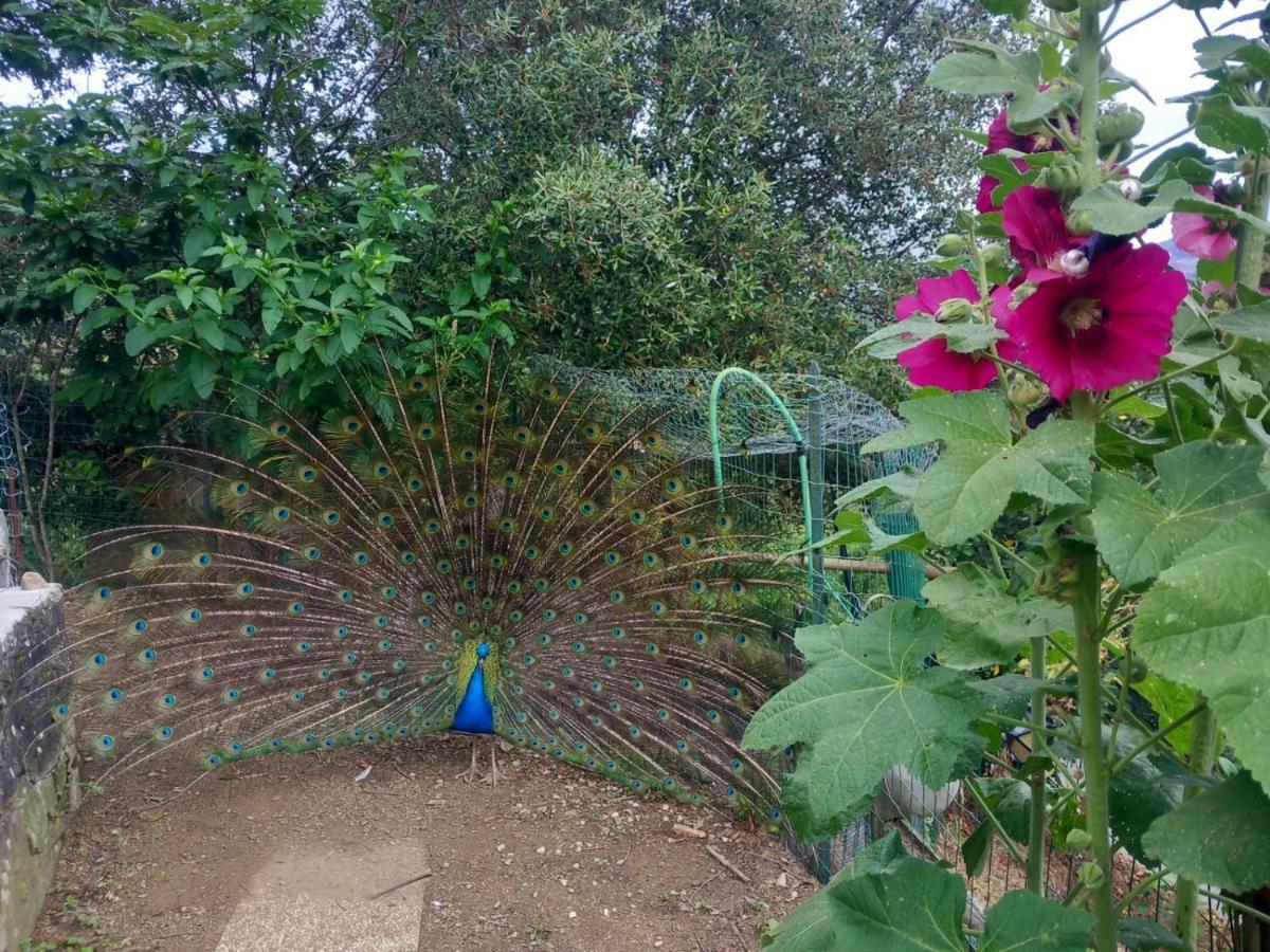 Il Giardino Dei Pavoni Hotel Soviore ภายนอก รูปภาพ